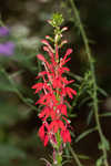 Cardinal flower